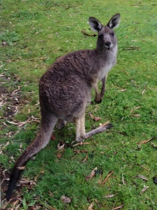 Kangaroo in the Grampians (wild)