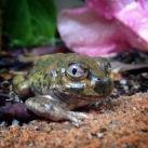 Spencer-Burrowing-Frog