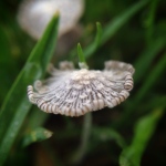 tiny-mushroom