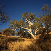 Giant Ghost Gum in late afternoon light