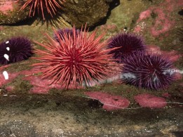 Anemones, Seattle Aquarium