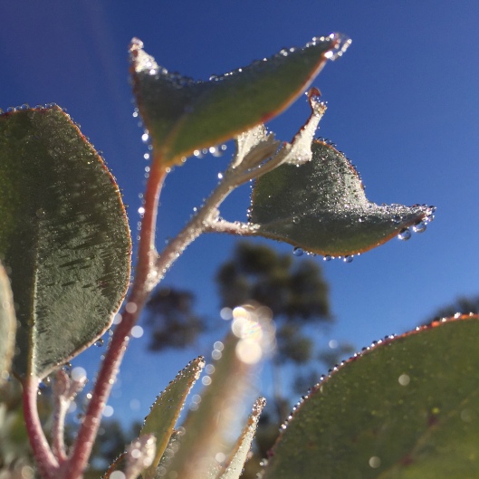Eucalyptus Orbifolia with moisture drops
