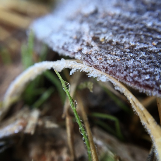 frost-droplet-grass