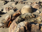 boulder of Moeraki with large seaweed